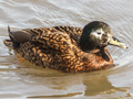 Laysan Duck x Mallard hybrid